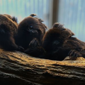 Goeldi's Monkey (Callimico goeldii), 27-05-25