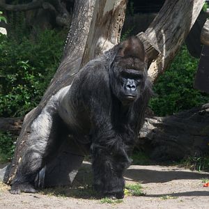Western Lowland Gorilla (Gorilla gorilla gorilla), 27-05-25