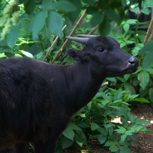 Lowland Anoa (Bubalus depressicornis), 27-05-25