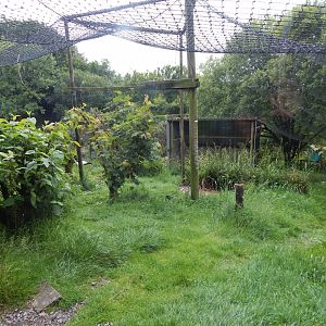 European white stork aviary 050625