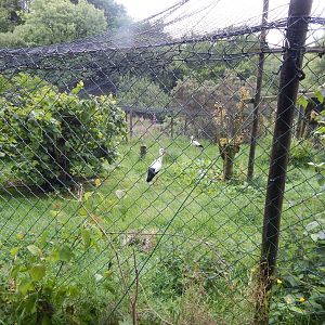European white stork aviary 050625