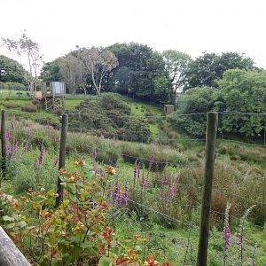 Western sitatunga enclosure 050625