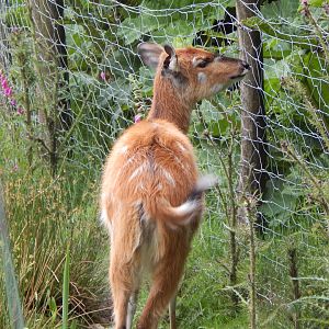 Western sitatunga 050625