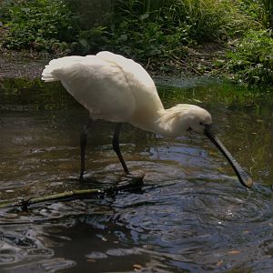 Eurasian Spoonbill (Platalea leucorodia), 27-05-25