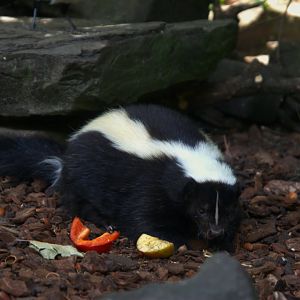Striped Skunk (Mephitis mephitis), 27-05-25