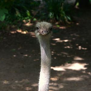South African Ostrich (Struthio camelus australis), 27-05-25