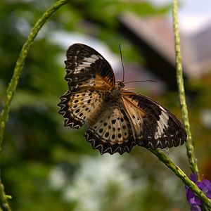 Leopard Lacewing (Cethosia cyane), 27-05-25