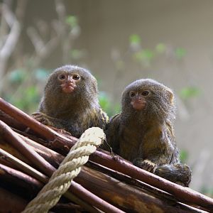 Pygmy Marmoset (Cebuella pygmaea), 27-05-25