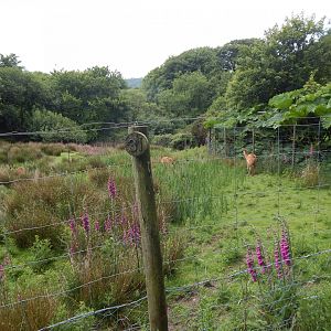 Western sitatunga enclosure 050625