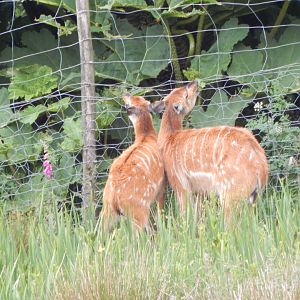 Western sitatungas 050625