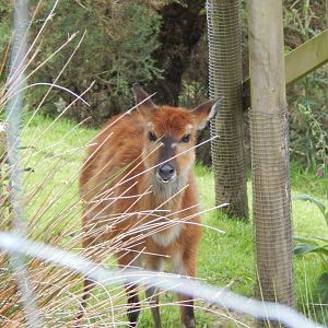Western sitatunga 050625