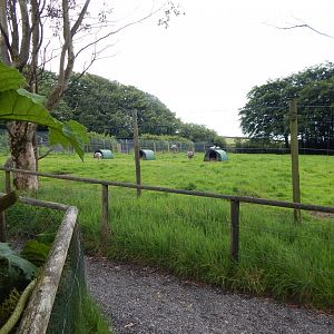 Greater rhea and Patagonian mara enclosure 050625