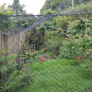 Scarlet ibis aviary 050625