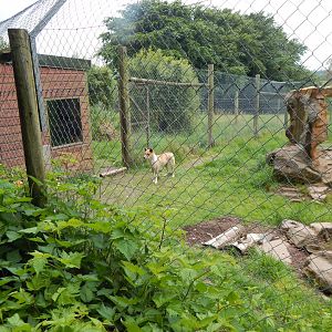 Dingo enclosure 050625