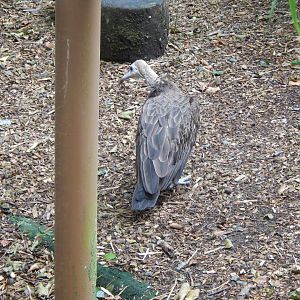 Hooded vulture 050625