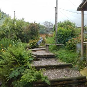 Shoebill aviary 050625