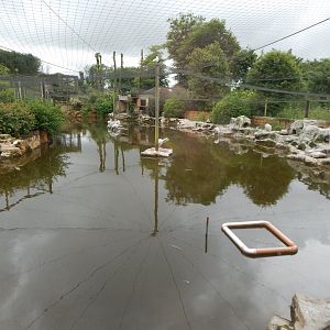 Pelican half of lake aviary 050625