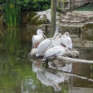 Pink-backed pelicans 050625