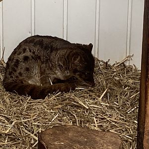 Spotted fanaloka 050625