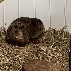 Spotted fanaloka 050625