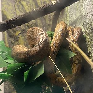 Tropical House - Amazon tree boa 050625