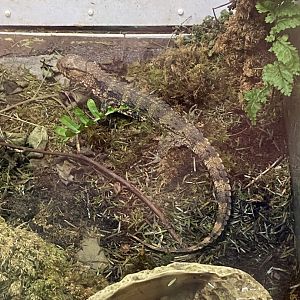 Tropical House - Chinese crocodile lizard 050625