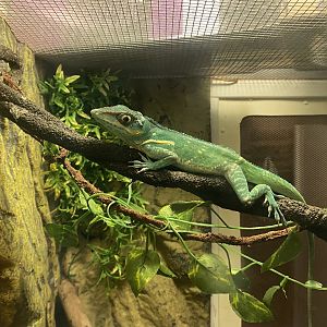 Tropical House - Knight anole 050625