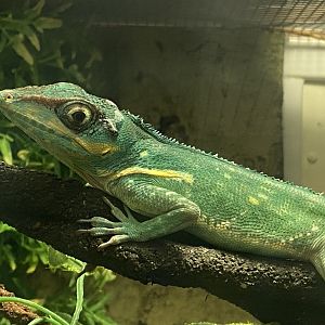 Tropical House - Knight anole 050625