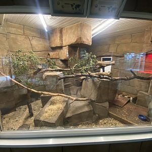 Tropical House - Arabian rock hyrax enclosure 050625
