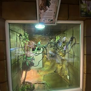 Tropical House - Amazon tree boa exhibit 050625