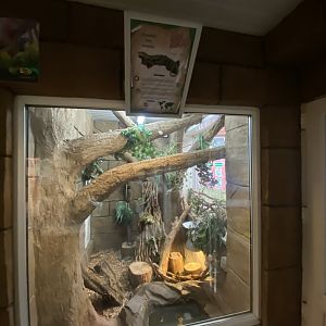 Tropical House - Emerald tree monitor exhibit 050625
