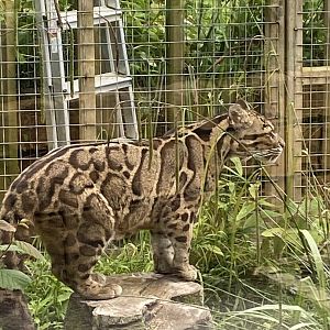 Indochinese clouded leopard 050625