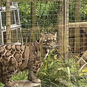 Indochinese clouded leopard 050625