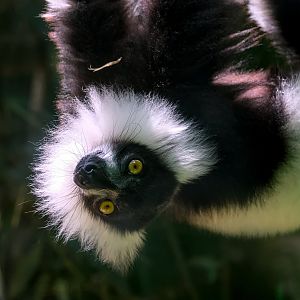 Black-and-white ruffed lemur (Varecia variegata)