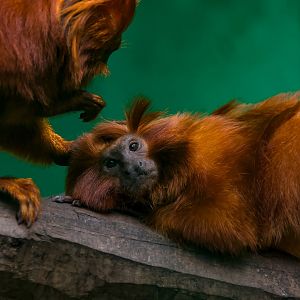 Golden lion tamarin (Leontopithecus rosalia)