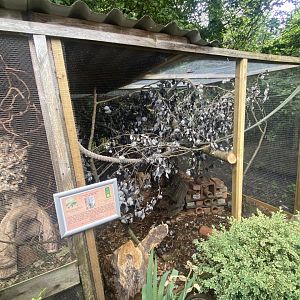 Swinhoe’s striped squirrel enclosure 060625