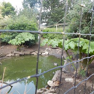 Large central aviary 060625