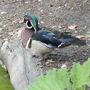 Wood duck 060625