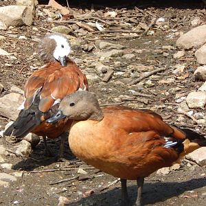 South African shelducks 060625