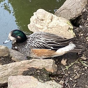 Chiloe wigeon 060625