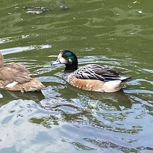 Chiloe wigeons 060625