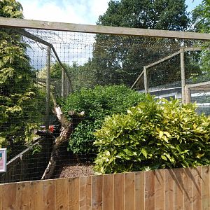 European white stork aviary 060625