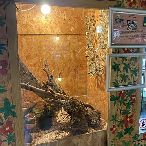 Warm Room - Royal python exhibit 060625