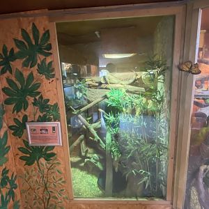 Warm Room - Green iguana exhibit no.1 060625