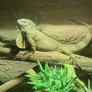 Warm Room - Common green iguana 060625