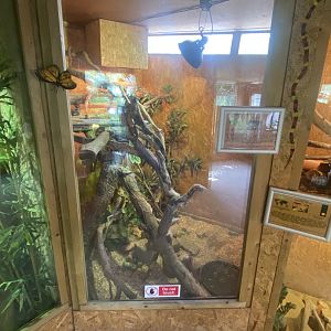 Warm Room - Green iguana exhibit no.2 060625