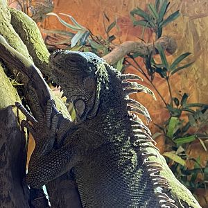 Warm Room - Common green iguana 060625