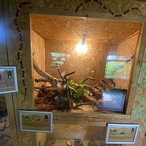 Warm Room - Corn snake exhibit 060625