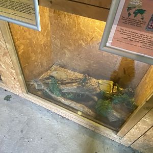 Warm Room - Milk snake exhibit 060625