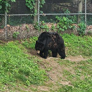 WNCNC - American Black Bear